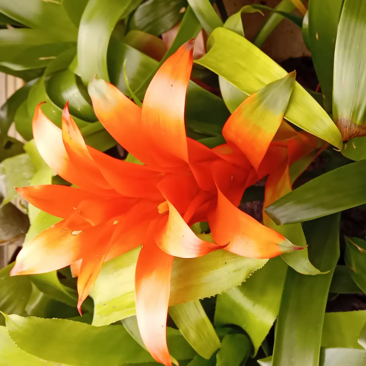 Rosette de guzmania à bractées orange vif pointues, ouvertes en étoile au cœur du feuillage