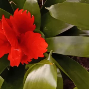 Bractées rouge écarlate d’un guzmania serrées en épi au centre de la rosette