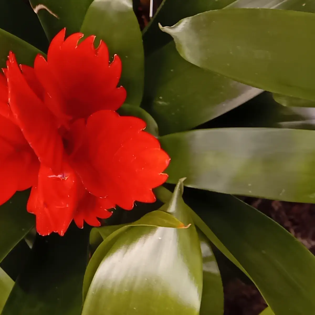 Bractées rouge écarlate d’un guzmania serrées en épi au centre de la rosette