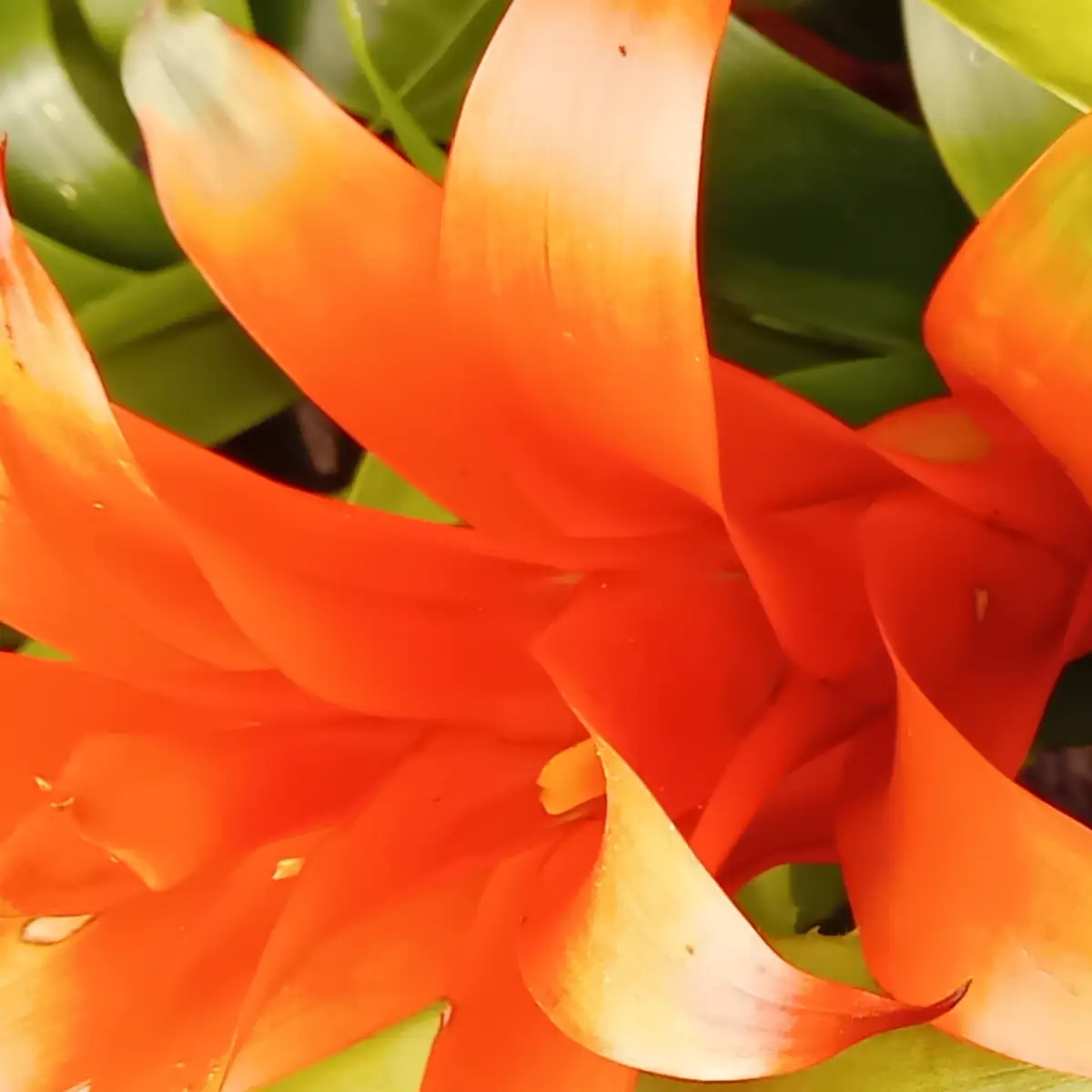 Gros plan sur le cœur d’une rosette de guzmania, bractées orange se recouvrant en spirale