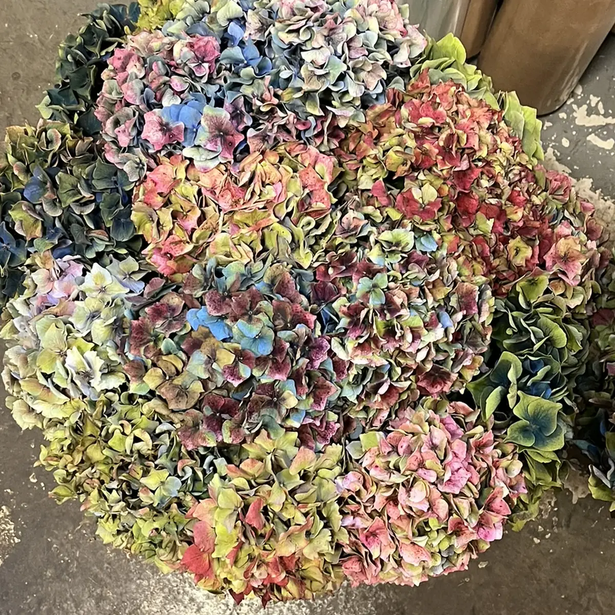 Grosse botte d'hortensias au stade antique posée au sol de l'atelier, sépales virés au vert, au rose et au bleu ardoise