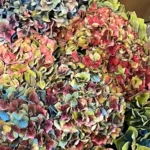 Sépales d'hortensias séchés en gros plan, virés au vert, au bleu, au rose et au grenat sur la même tête