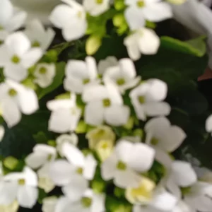 Kalanchoé blanc en pleine floraison, corymbes de petites fleurs à quatre pétales et cœur vert