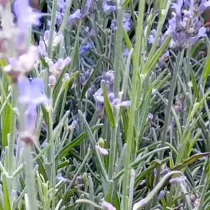 Détail d’un épi de lavande : quelques corolles bleues encore ouvertes entre les bractées