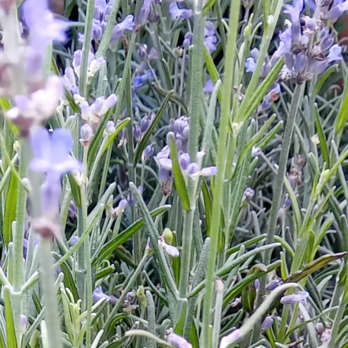 Détail d’un épi de lavande : quelques corolles bleues encore ouvertes entre les bractées