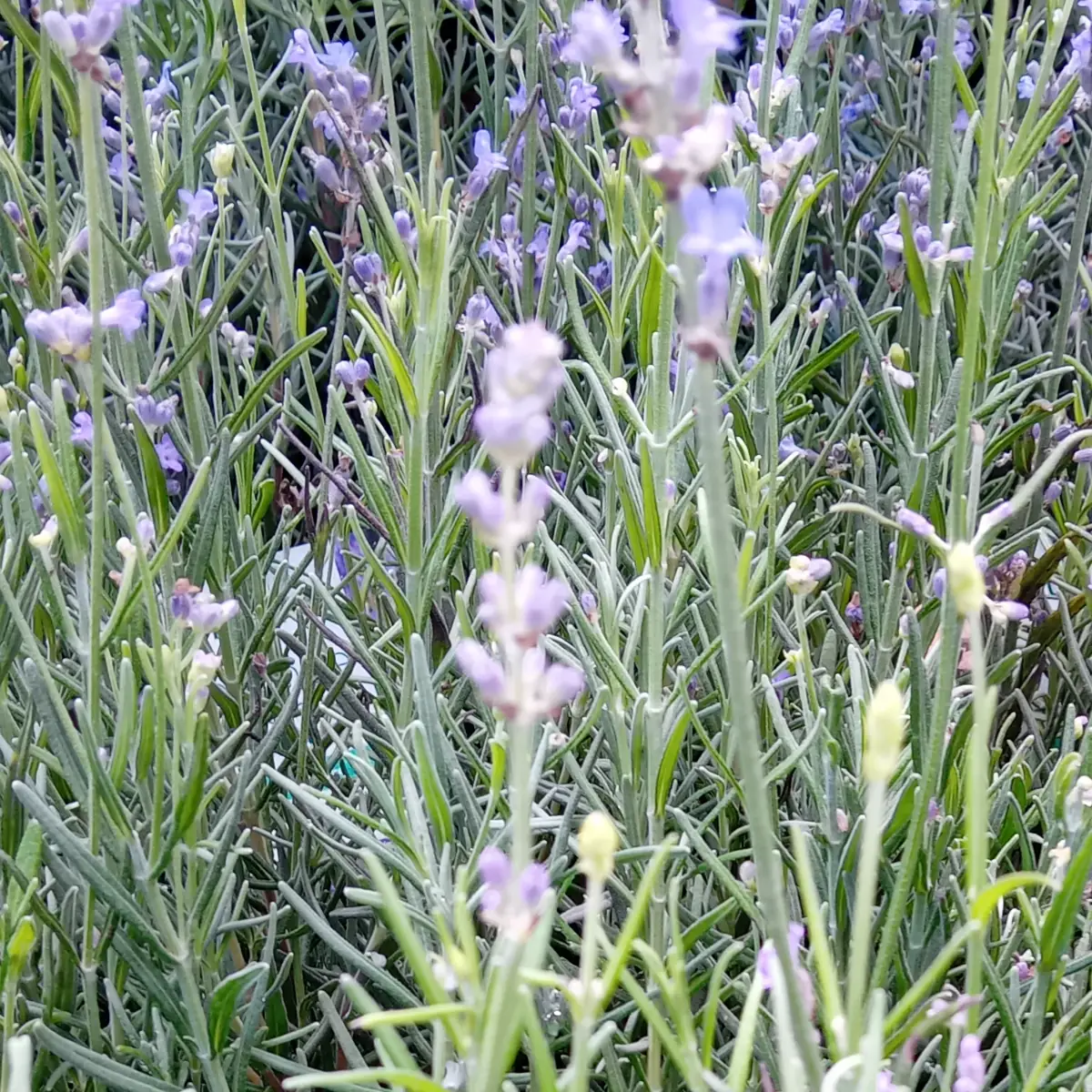 Touffe de lavande en fin de floraison, épis mauves déjà clairsemés au-dessus du feuillage gris-vert
