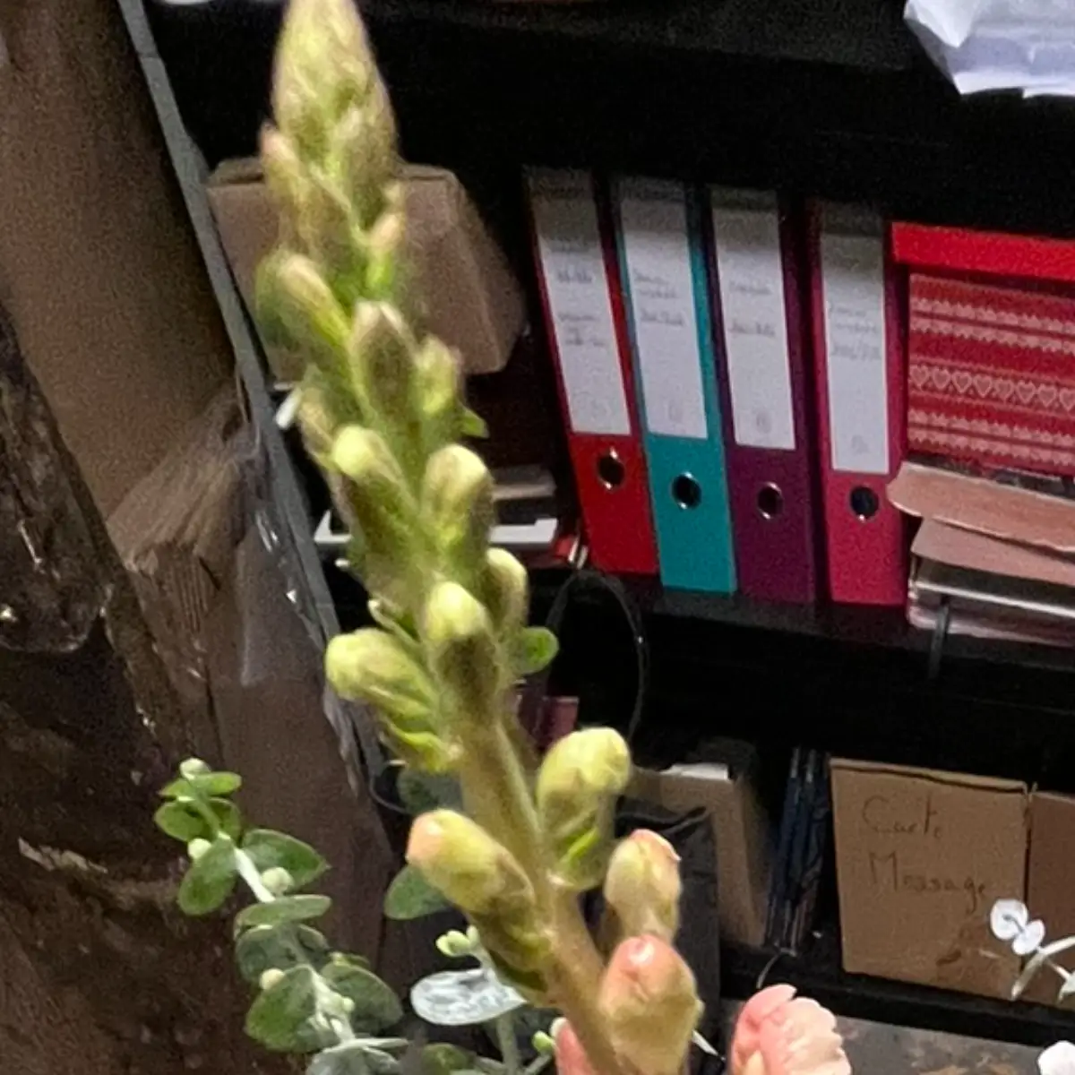 Épi de muflier vu de près : boutons verts serrés au sommet, premières fleurs saumon ouvertes à la base