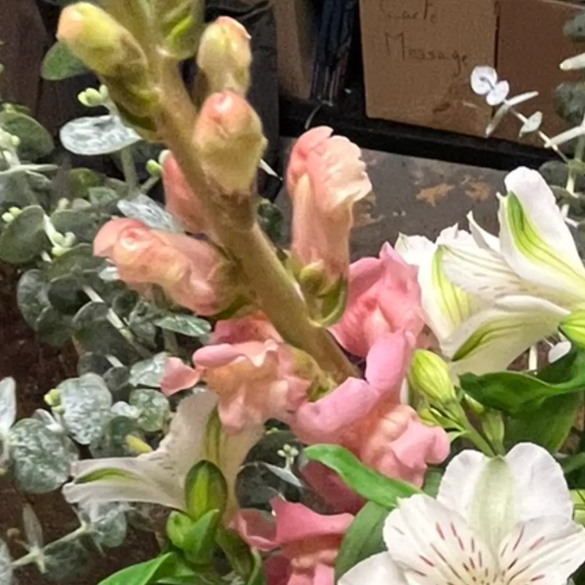 Fleurs de muflier saumon échelonnées le long de leur hampe, avec boutons verts au sommet et eucalyptus autour