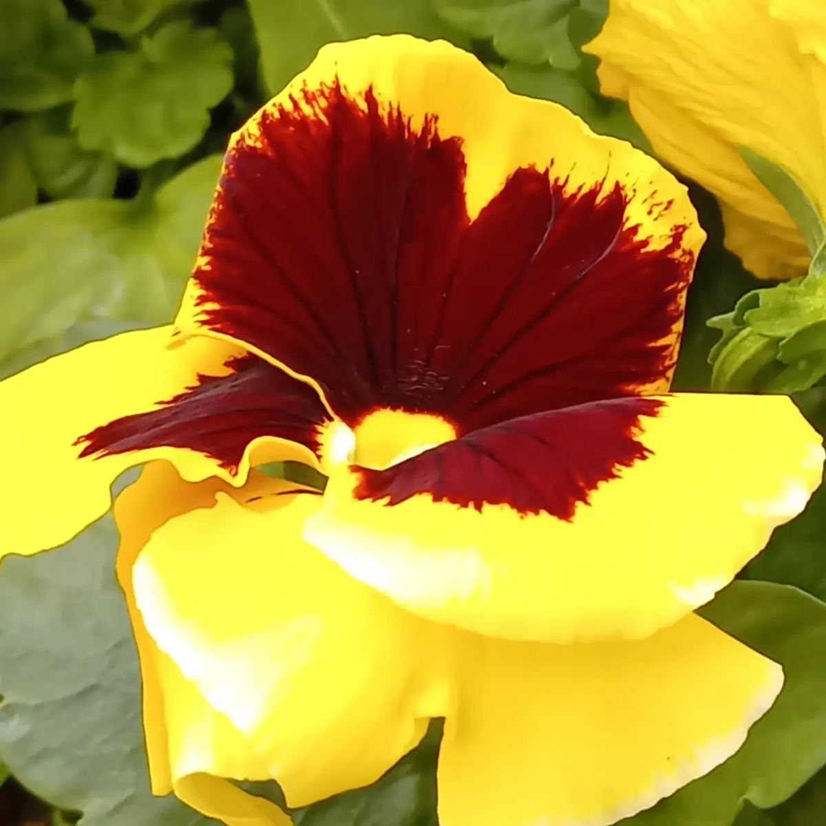 Pensée jaune à macule rouge sombre frangée, pétales inférieurs jaune vif