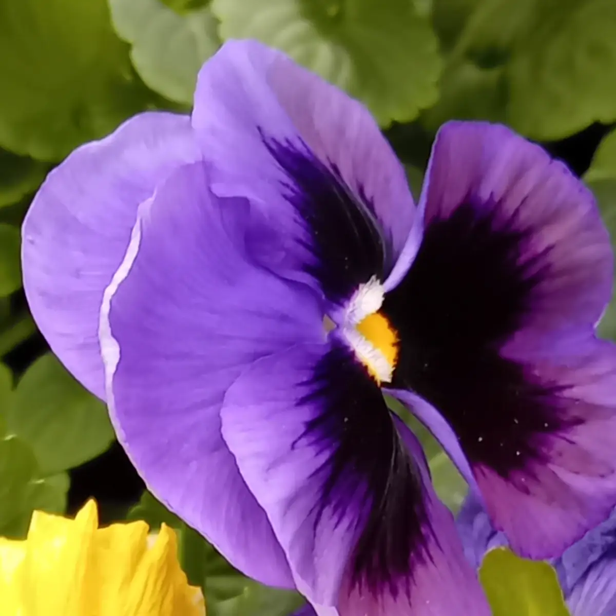 Fleur de pensée violette vue de face, large macule noire et œil orange au centre