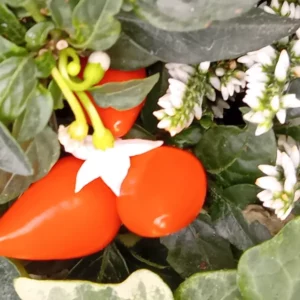 Petite fleur blanche étoilée du piment d’ornement au-dessus de deux fruits orange