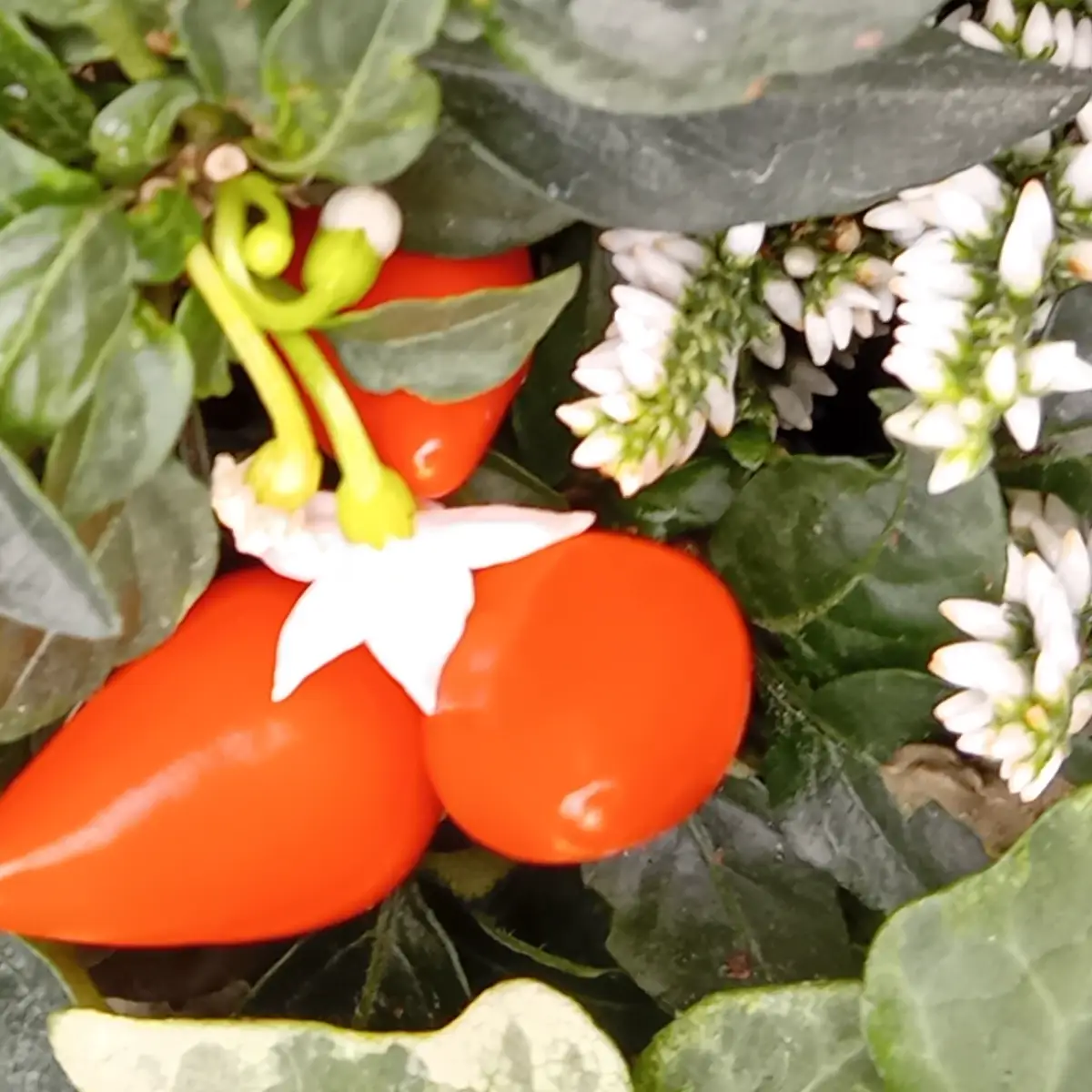 Petite fleur blanche étoilée du piment d’ornement au-dessus de deux fruits orange