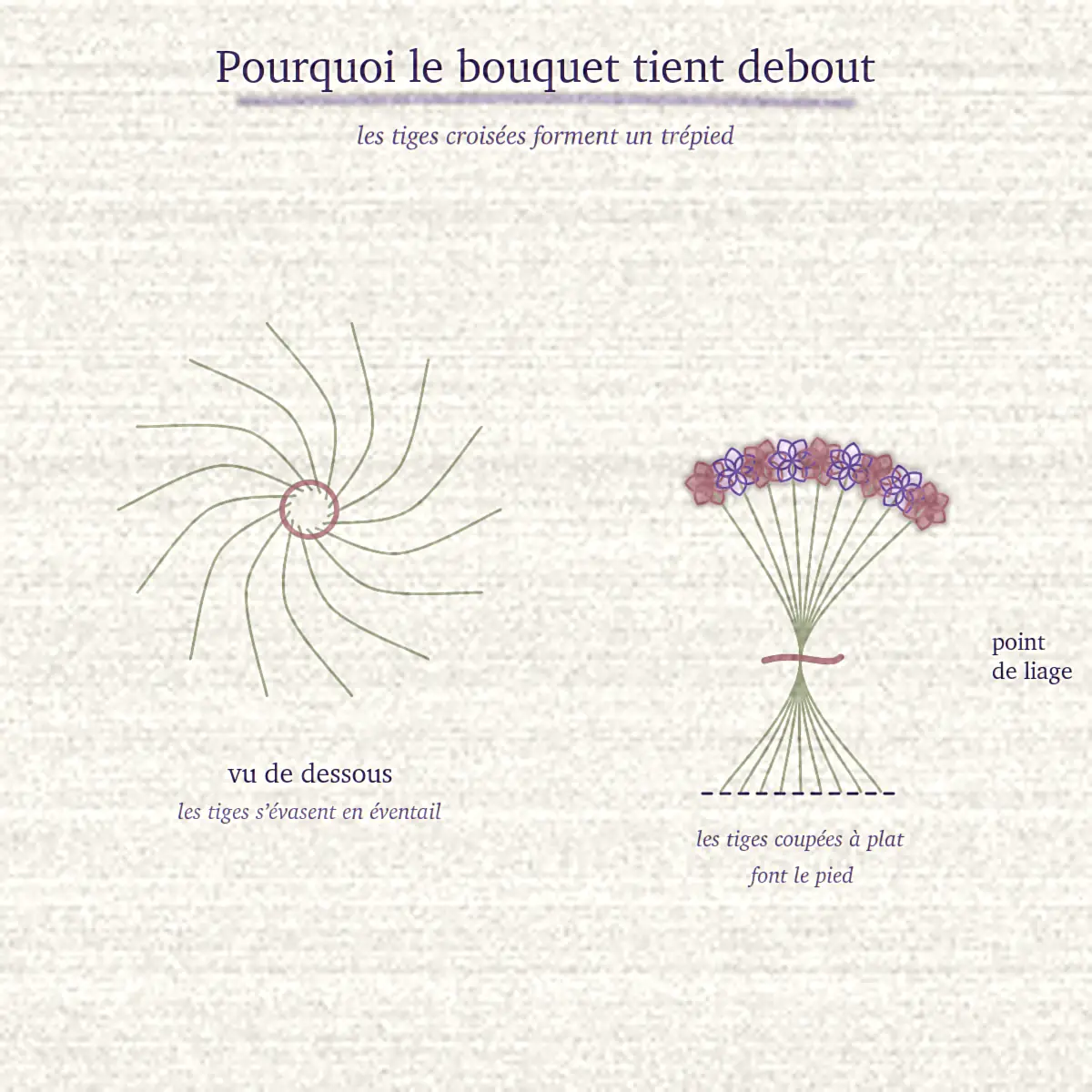 Le faisceau d’un bouquet spiralé vu de dessous et vu de côté, avec son point de liage