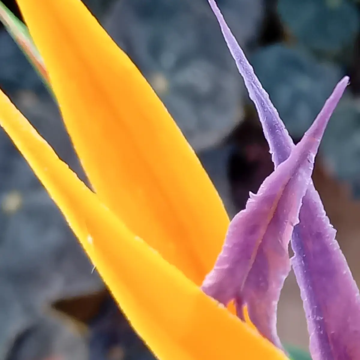 Gros plan sur le pétale violet en flèche d’une fleur de strelitzia, adossé aux sépales orange