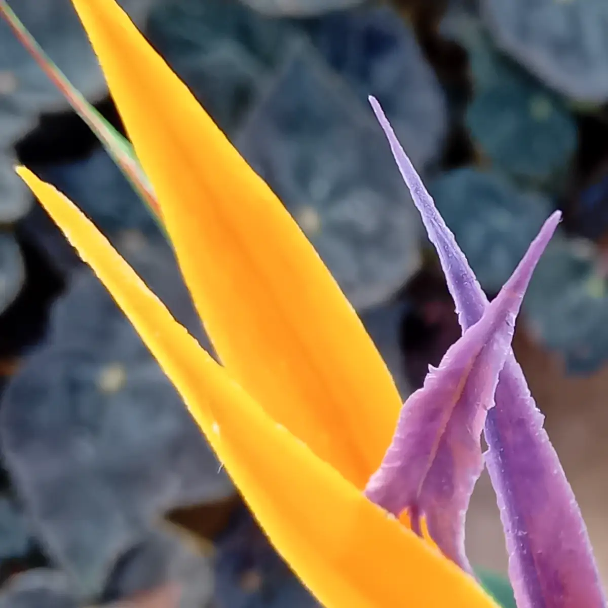 Fleur de strelitzia : sépales orange dressés et pétale violet en flèche, sur fond de feuillage sombre
