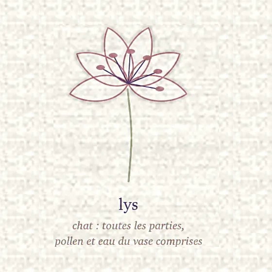 Dessin d’un lys ouvert, étamines saillantes