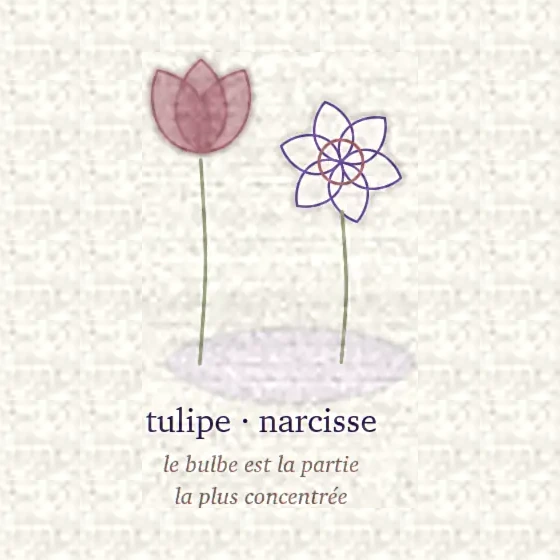 Dessin d’une tulipe et d’un narcisse au-dessus de leurs bulbes