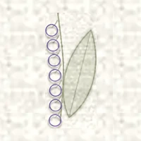 Petit dessin d’un brin de muguet et de sa feuille